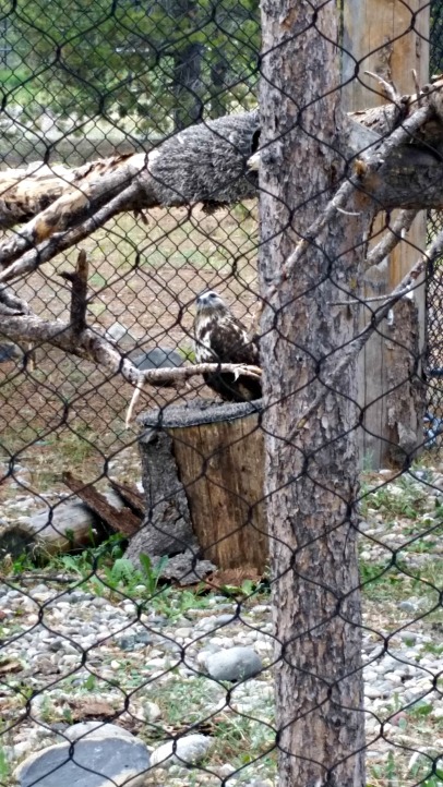 A very curious looking falcon at Montana Grizzly Discovery.