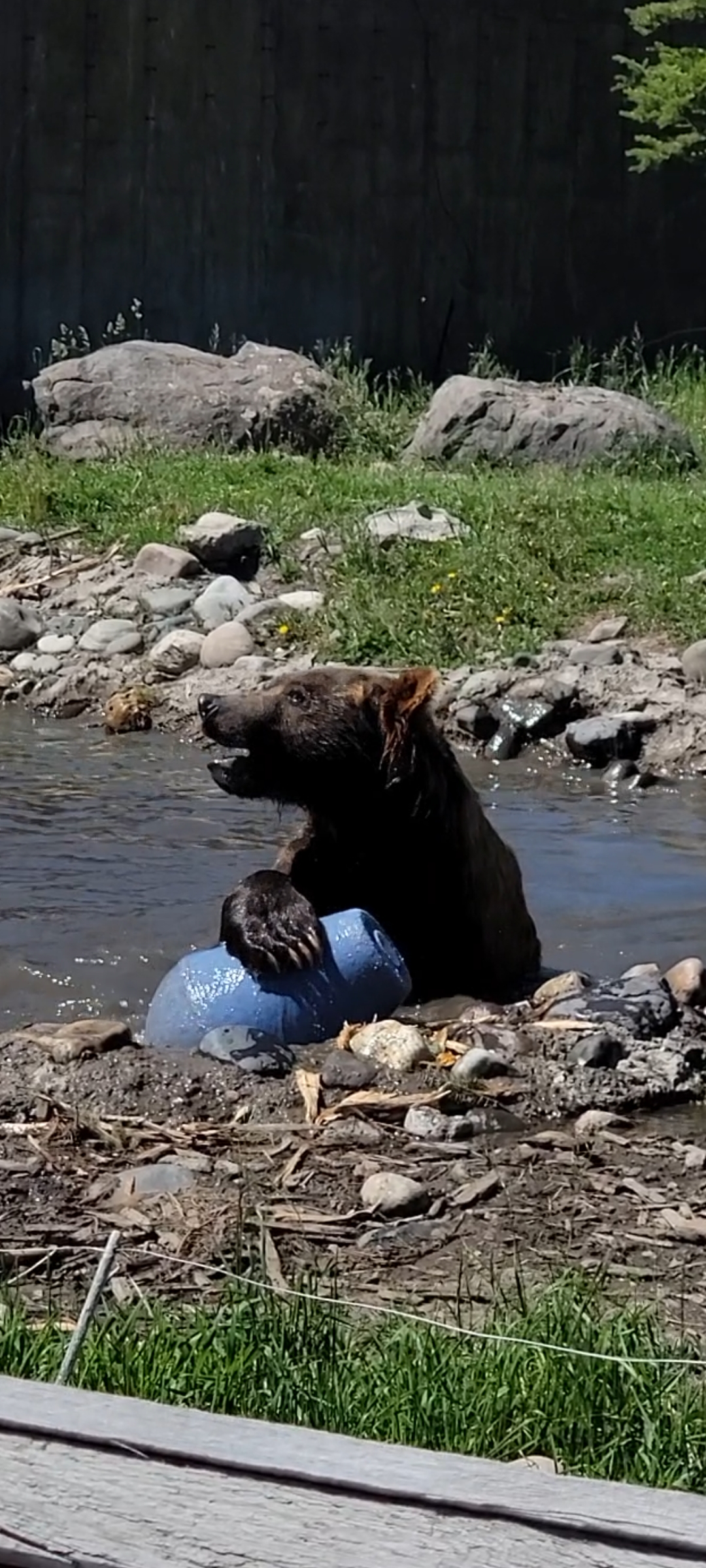 Montana Grizzly Encounter bear in pond.