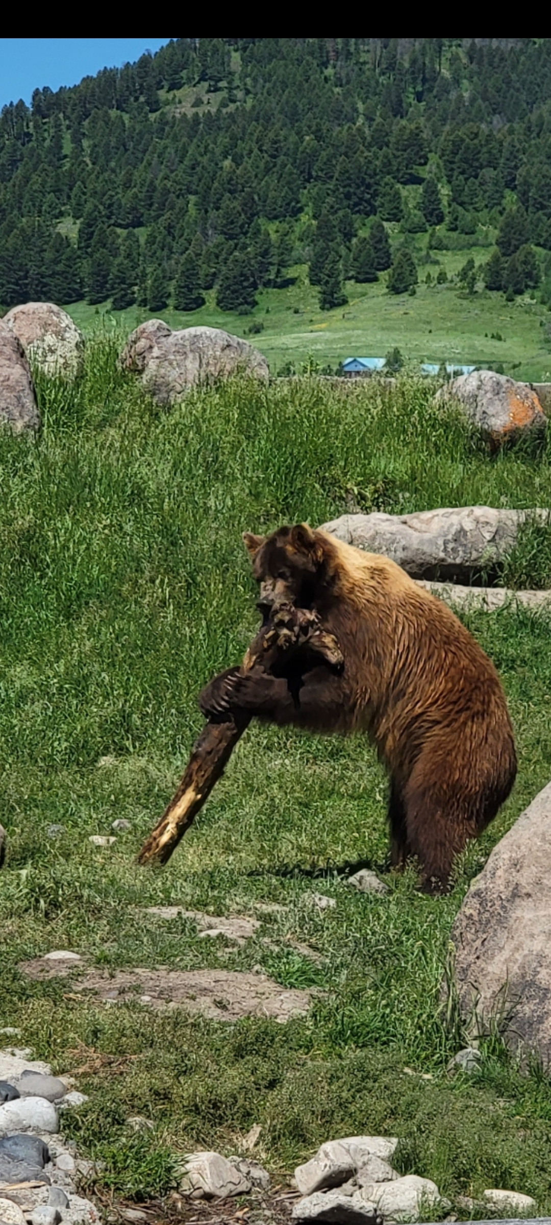 Grizzly bear at Montana Grizzly Encounter playing with log.