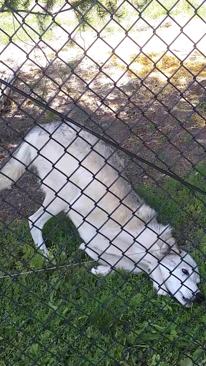 White Wolf enjoying some grass at Grizzly & Wolf Discovery Center.