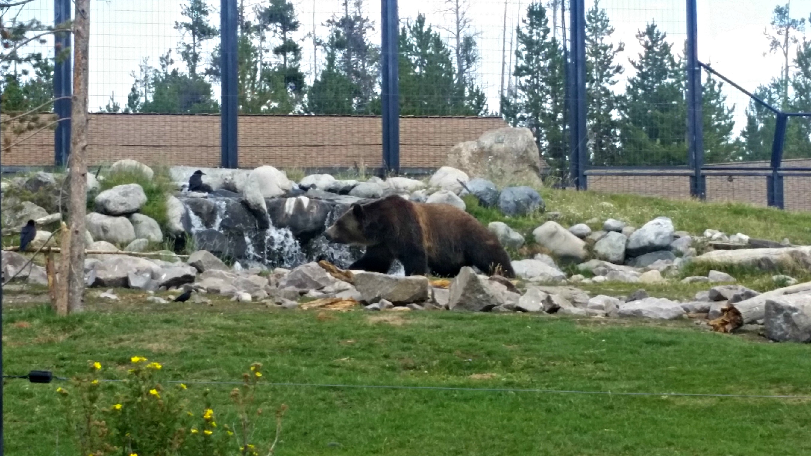 View of one of Grizzly Discovery Center's resident bears.